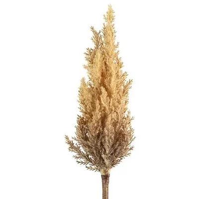 Astilbe - Pluimen Licht bruin L18xB18xH94CM